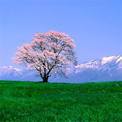 璎珞传手游公益服下载
